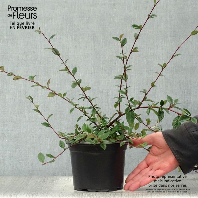 Example of Cotoneaster lacteus - Dwergmispel Pot van 2 l/3 l as you get in hiver