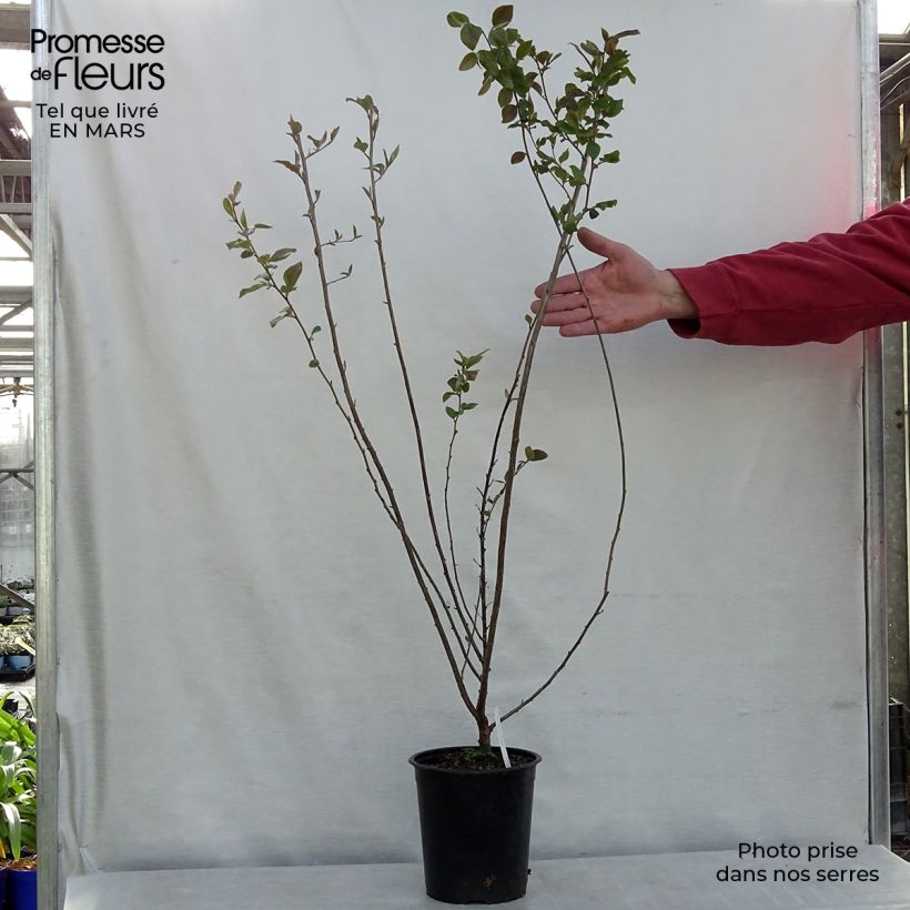Example of Cotoneaster lucidus  Pot van 2 l/3 l as you get in hiver