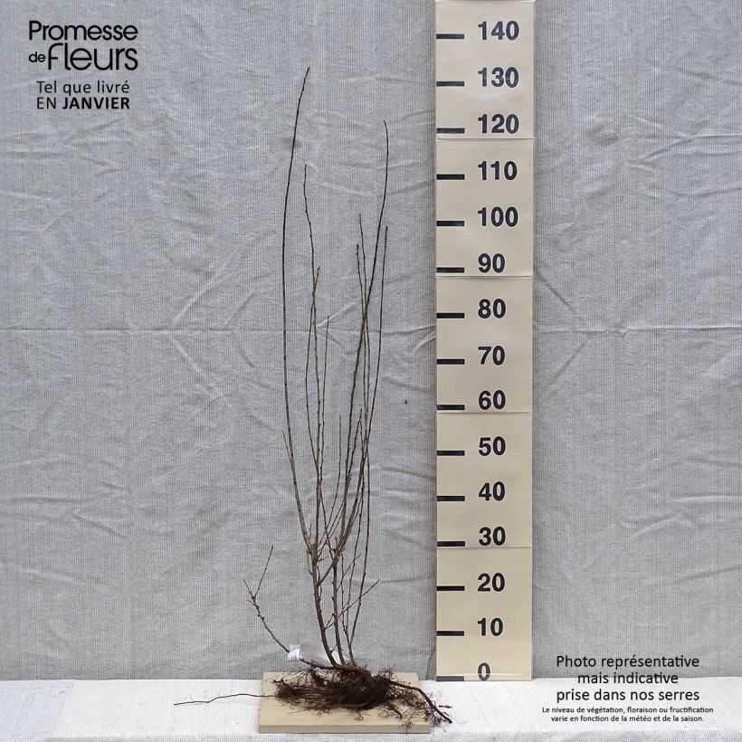 Example of Cotoneaster lucidus  Naakte wortel as you get in hiver