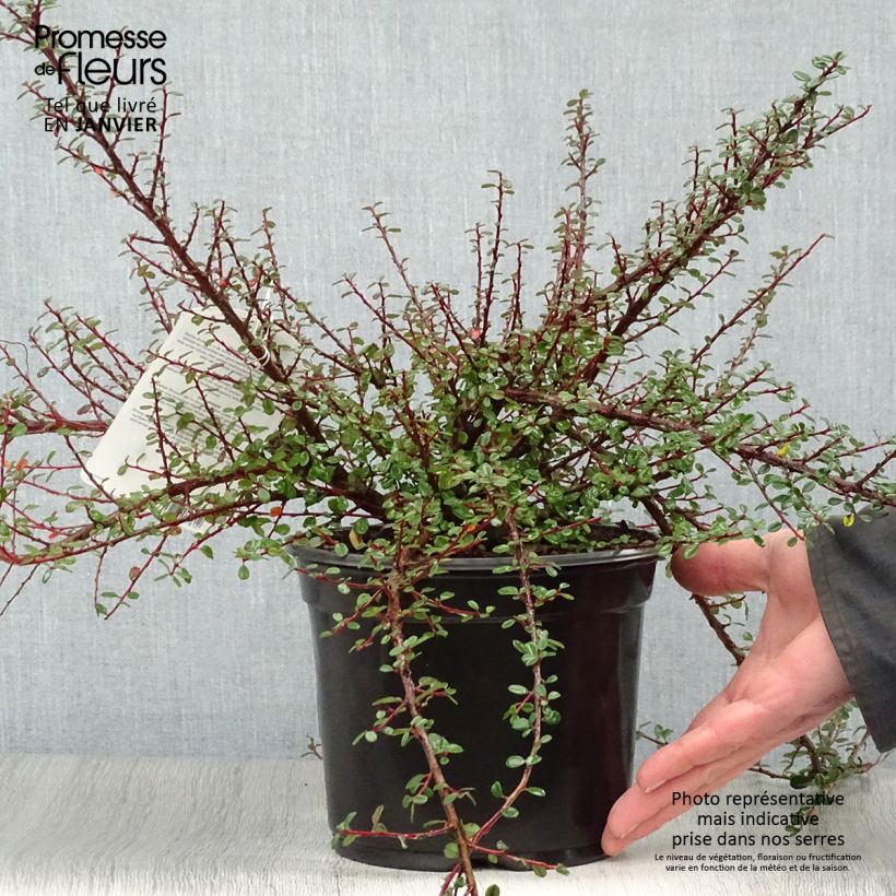 Example of Cotoneaster microphyllus - Cotonéaster à petites feuilles Pot van 2 l/3 l as you get in hiver