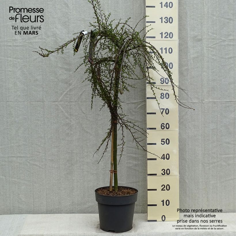 Exemplaar van Cotoneaster praecox Boer - Dwergmispel Pot van 7,5 l/10 l, Stengel zoals geleverd in de lente