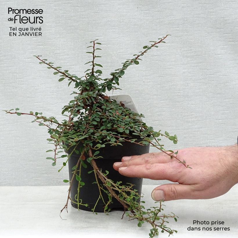 Example of Cotoneaster procumbens Queen of Carpets Pot van 1 l/1,5 l as you get in hiver