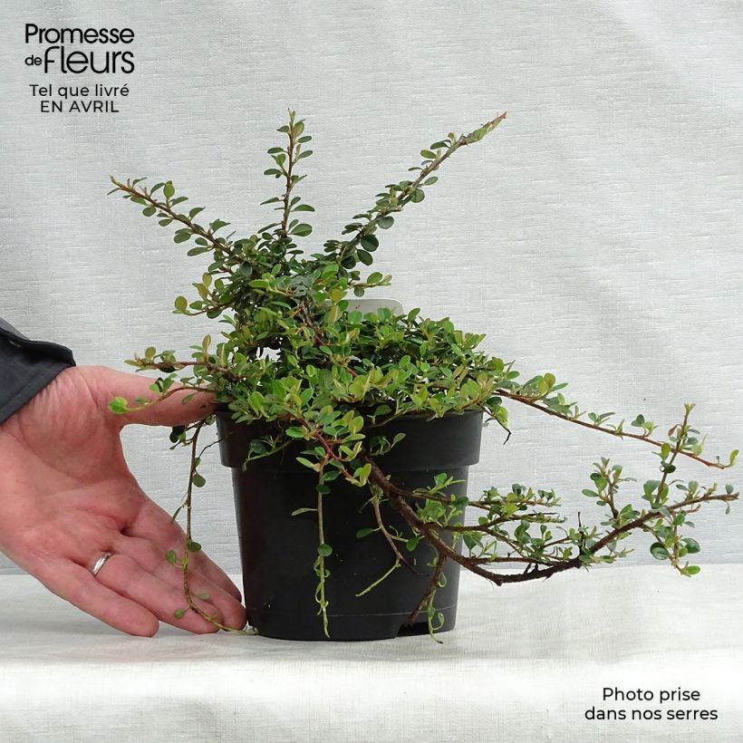 Exemplaar van Cotoneaster procumbens Queen of Carpets - Kruipende dwergmispel Pot van 1 l/1,5 l zoals geleverd in de lente