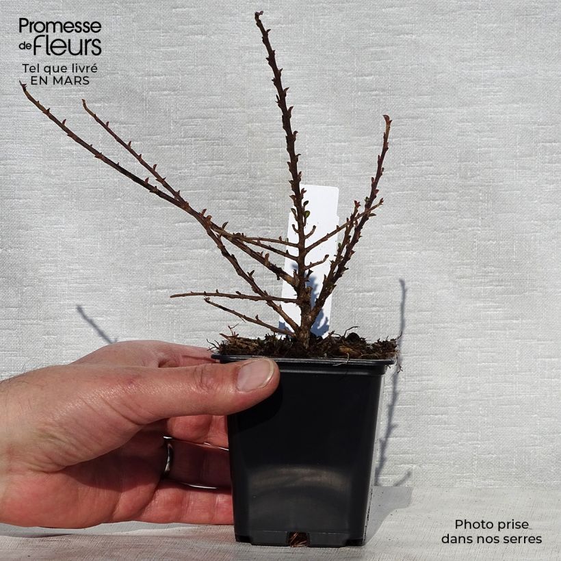 Exemplaar van Cotoneaster procumbens Queen of Carpets - Kruipende dwergmispel Kweekpotje van 8/9 cm zoals geleverd in de lente