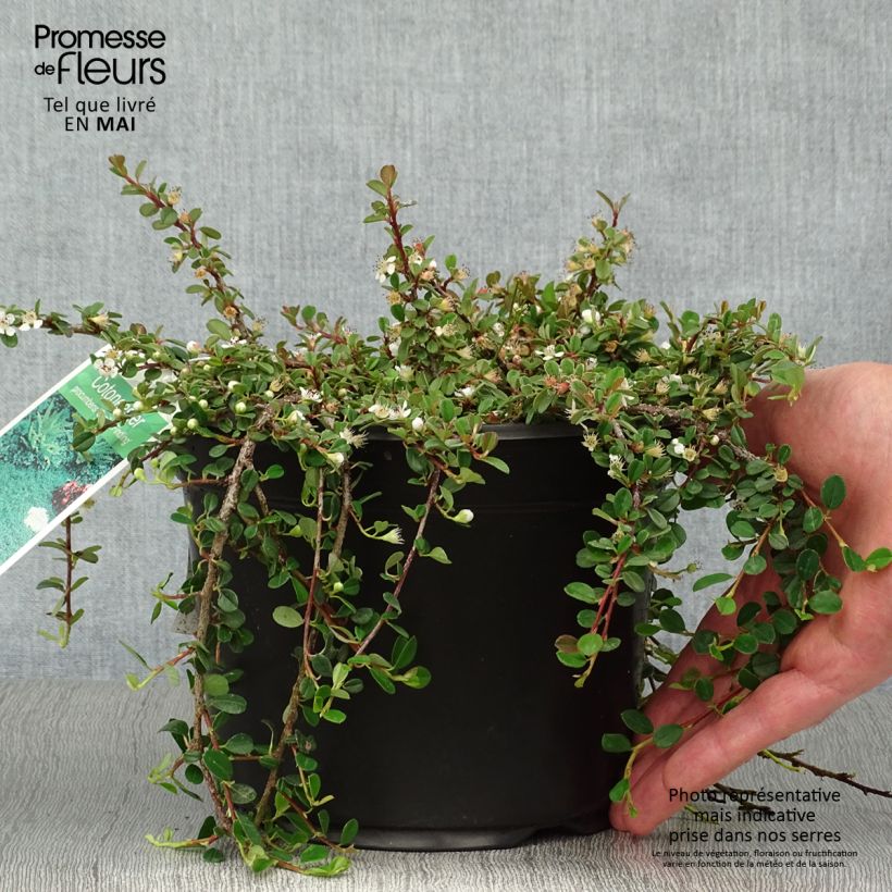 Exemplaar van Cotoneaster procumbens Streibs Findling - Kruipende dwergmispel Pot van 1,5 l/2 l zoals geleverd in de lente