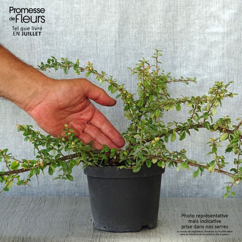 Exemplaar van Cotoneaster suecicus Coral Beauty - Dwergmispel Pot van 1 l/1,5 l zoals geleverd in de zomer