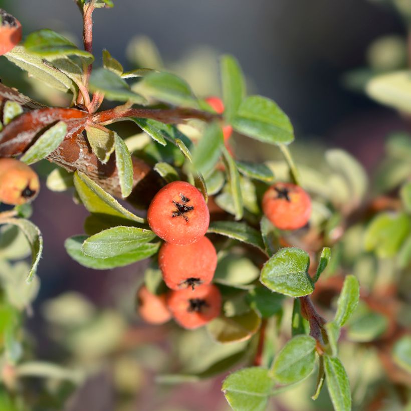 Cotoneaster suecicus Coral Beauty - Dwergmispel (Oogst)