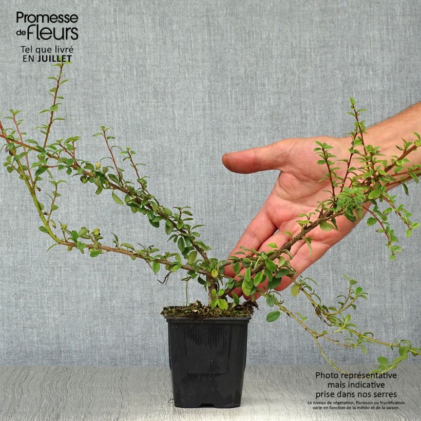 Exemplaar van Cotoneaster suecicus Coral Beauty - Dwergmispel Kweekpotje van 8/9 cm zoals geleverd in de zomer