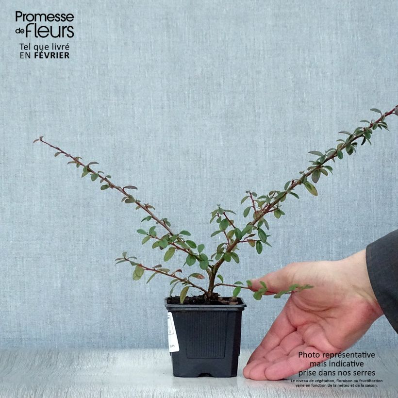 Example of Cotoneaster suecicus Coral Beauty Kweekpotje van 8/9 cm as you get in hiver