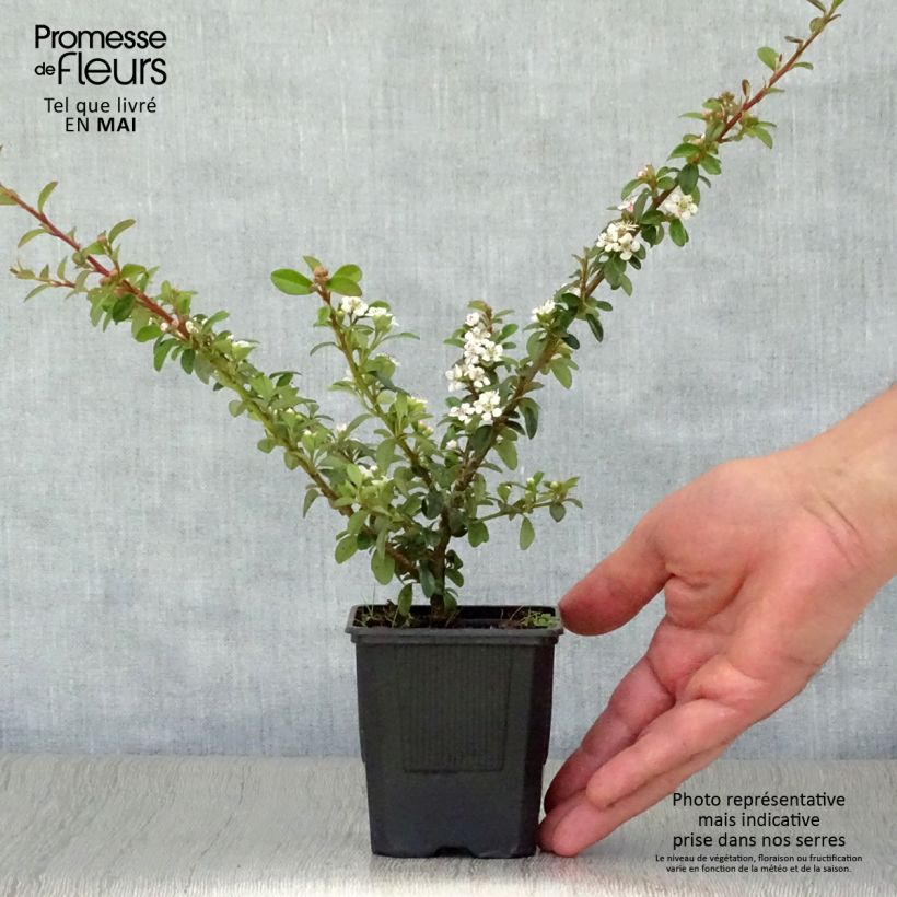 Exemplaar van Cotoneaster suecicus Coral Beauty - Dwergmispel Kweekpotje van 8/9 cm zoals geleverd in de lente