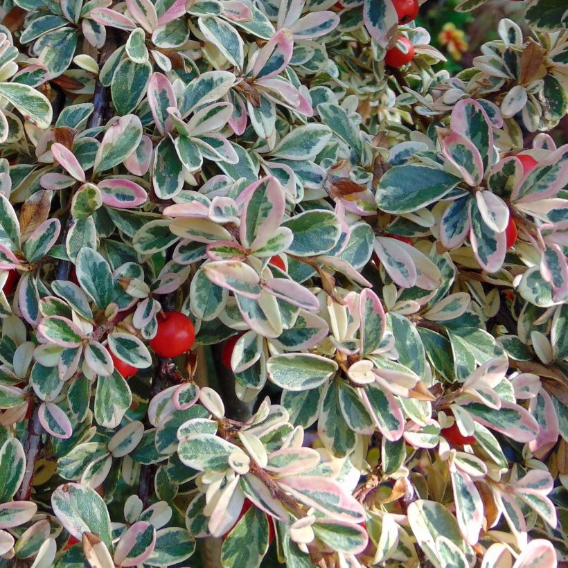 Cotoneaster suecicus Juliette - Dwergmispel (Foliage)
