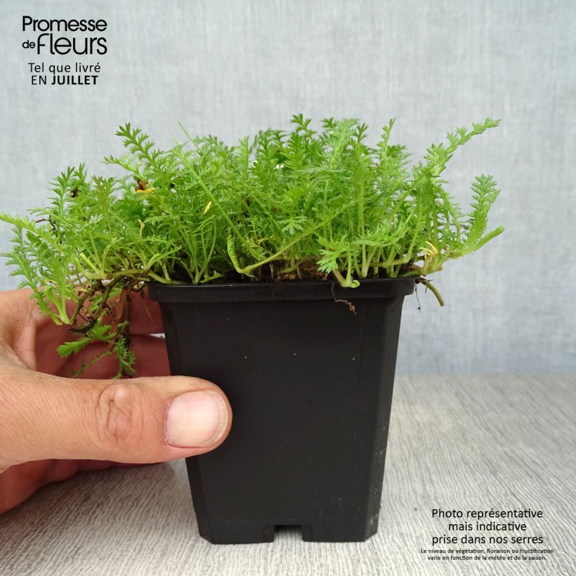 Exemplaar van Leptinella squalida - Koperknoopje Kweekpotje van 8/9 cm zoals geleverd in de zomer
