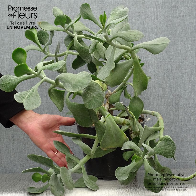 Exemplaar van Cotyledon orbiculata Gray - Vetbladige vetplant Pot van 3 l/4 l zoals geleverd in de herfst