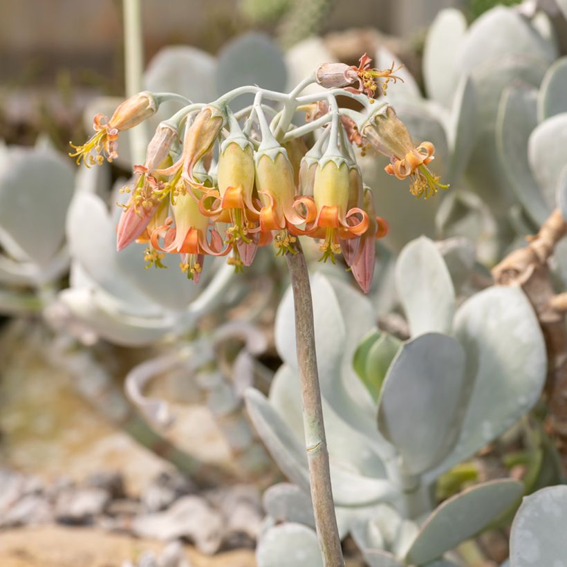 Cotyledon orbiculata Gray - Vetbladige vetplant (Bloei)