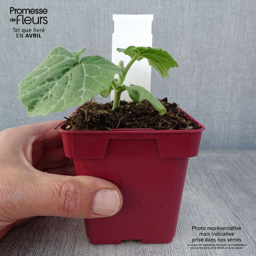Exemplaar van Courge Musquée d'hiver de Provence - Cucurbita moschata Pot van 10 cm/11 cm zoals geleverd in de lente