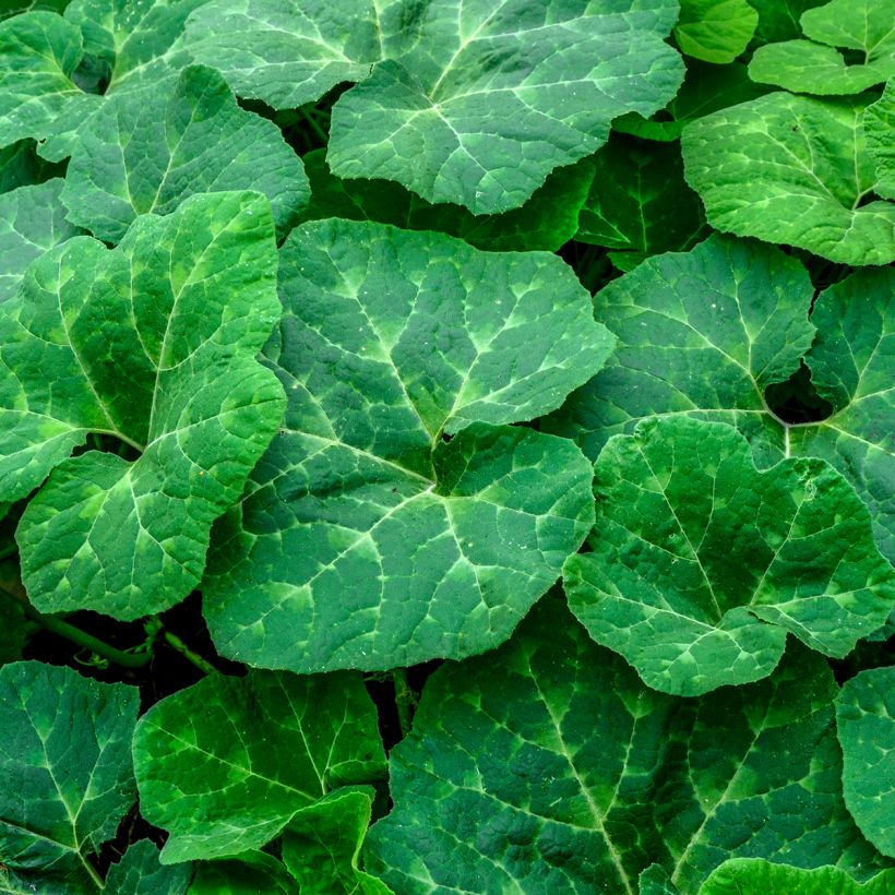 Vijgenbladpompoen BIO Ferme de Sainte Marthe - Cucurbita ficifolia (Blad)