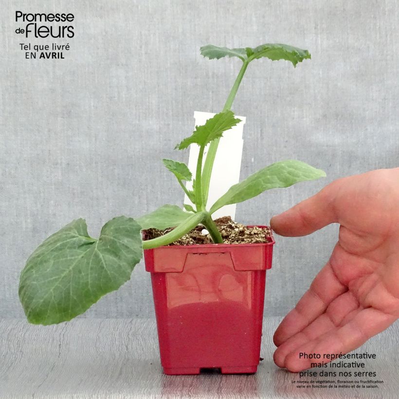 Exemplaar van Courgette Diamant F1 (jonge planten) Pot van 10 cm/11 cm zoals geleverd in de lente