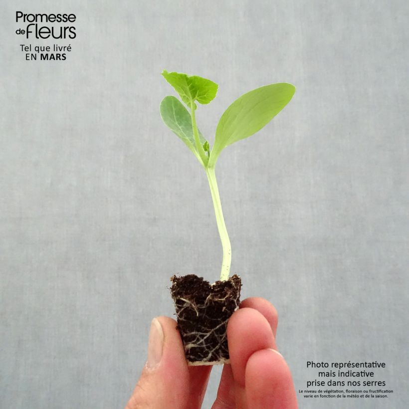 Exemplaar van Courgette Easy Pick Gold F1 (jonge planten) Mini-mot Ø 3/4 cm zoals geleverd in de lente