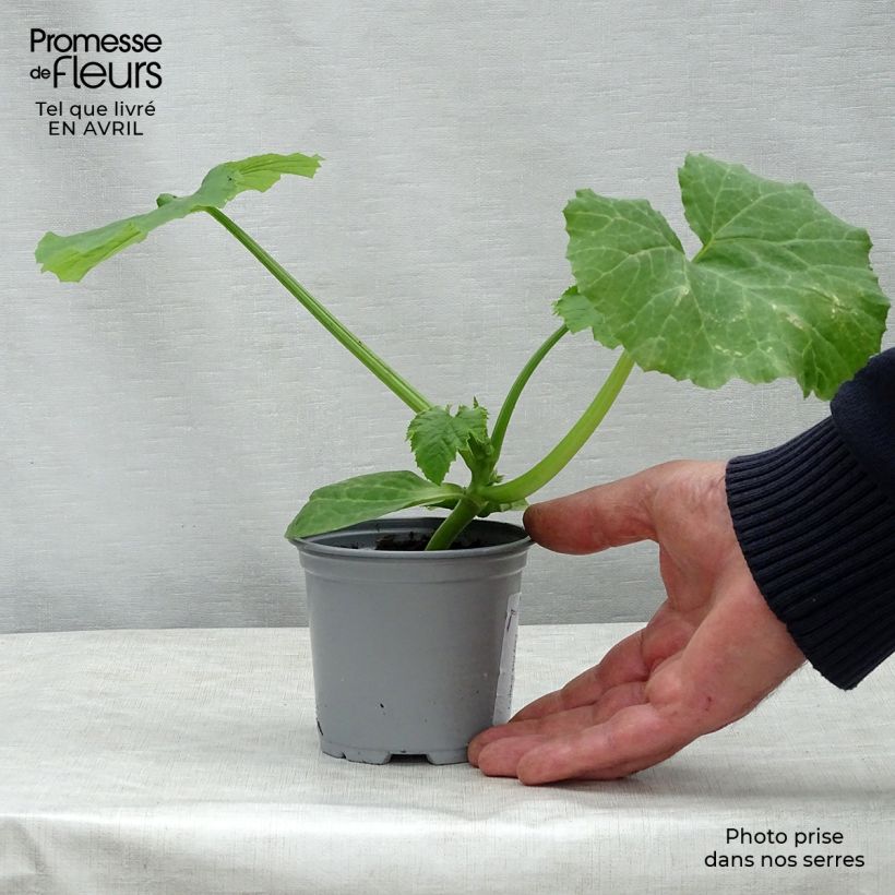 Exemplaar van Courgette Easy Pick Green F1 (jonge planten) Pot van 10 cm/11 cm zoals geleverd in de lente