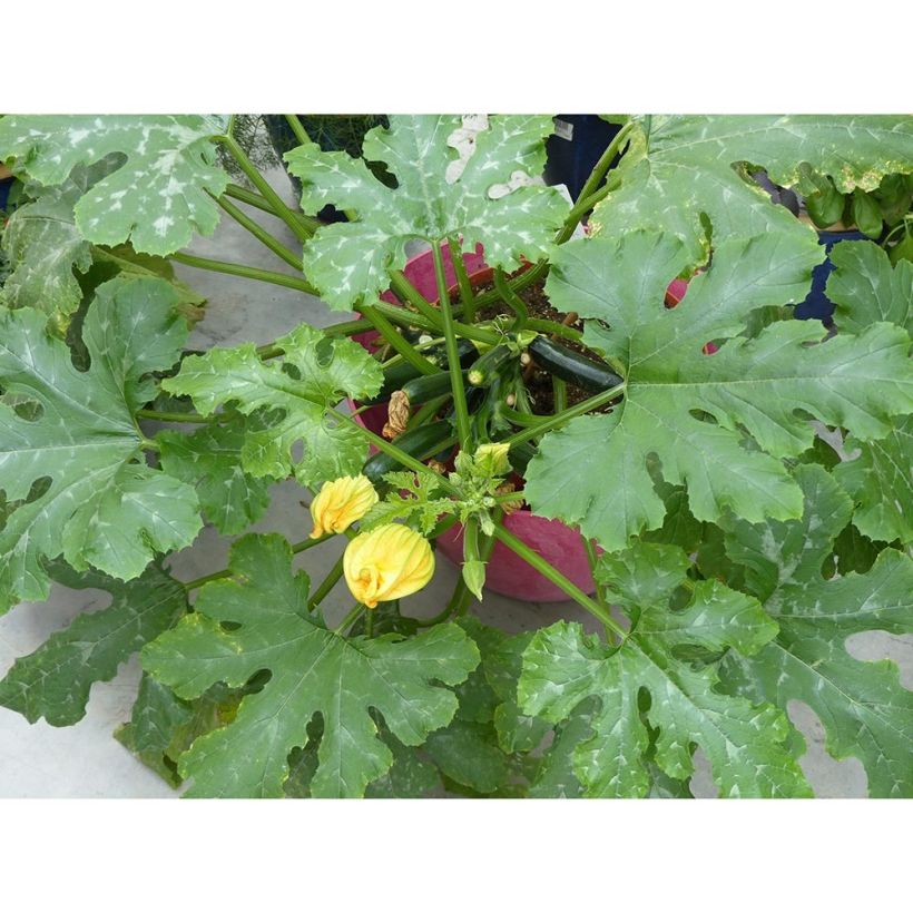 Courgette Easy Pick Green F1 (jonge planten) (Groeiplaats)