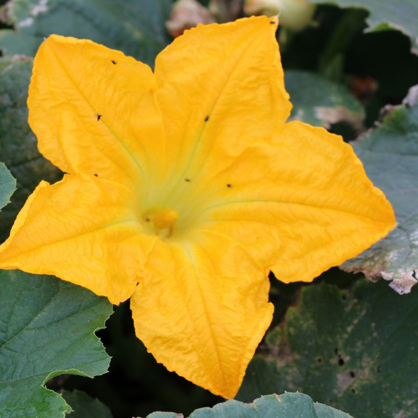 Courgette Lingodor F1 (Bloei)