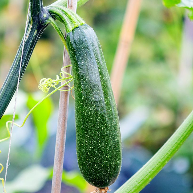 Klimmende courgette Ola Escaladora F1 BIO (Oogst)