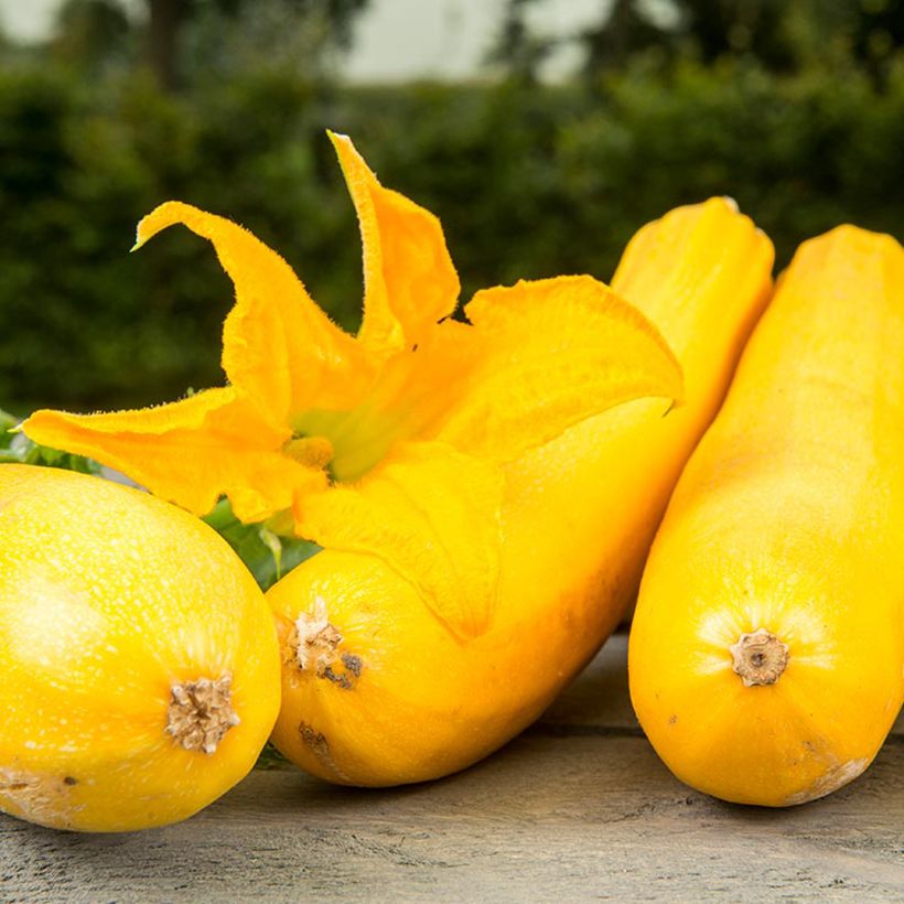 Courgette Ola Gabriella F1 BIO (Bloei)