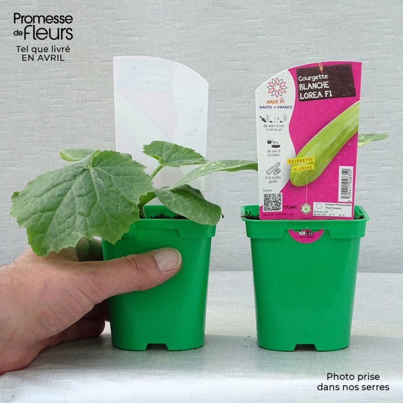 Exemplaar van Courgette Lorea F1 (jonge planten) Pot van 10 cm/11 cm zoals geleverd in de lente