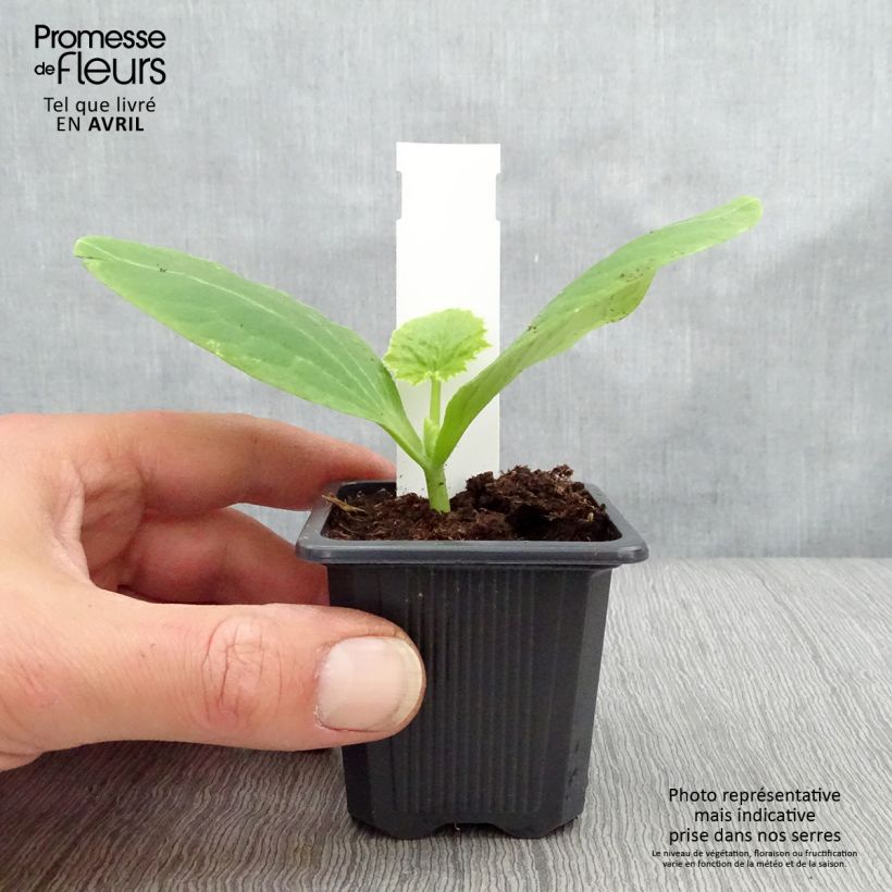 Exemplaar van Courgette Orelia F1 (jonge planten) Kweekpotje van 7/8 cm zoals geleverd in de lente