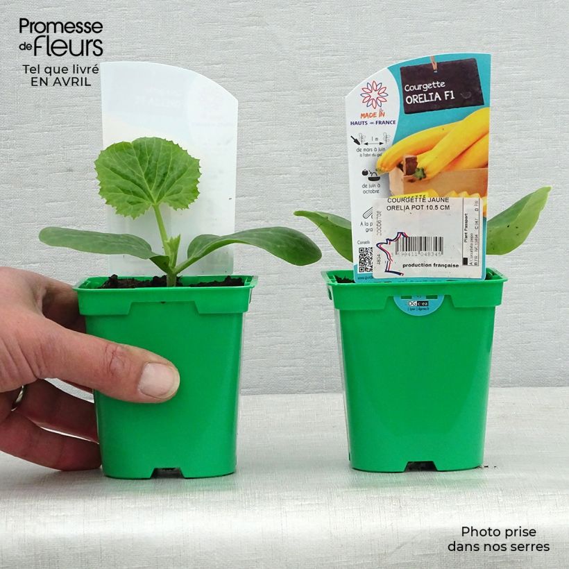Exemplaar van Courgette Orelia F1 (jonge planten) Pot van 10 cm/11 cm zoals geleverd in de lente