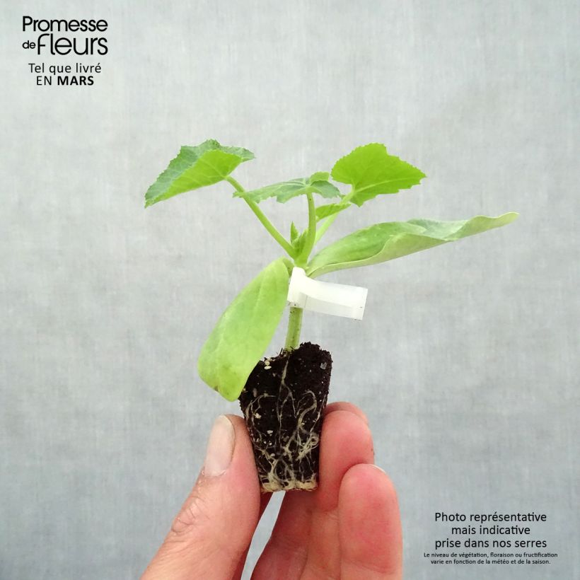 Exemplaar van Courgette Sebring F1 (jonge planten - geënt) Mini-mot Ø 3/4 cm zoals geleverd in de lente