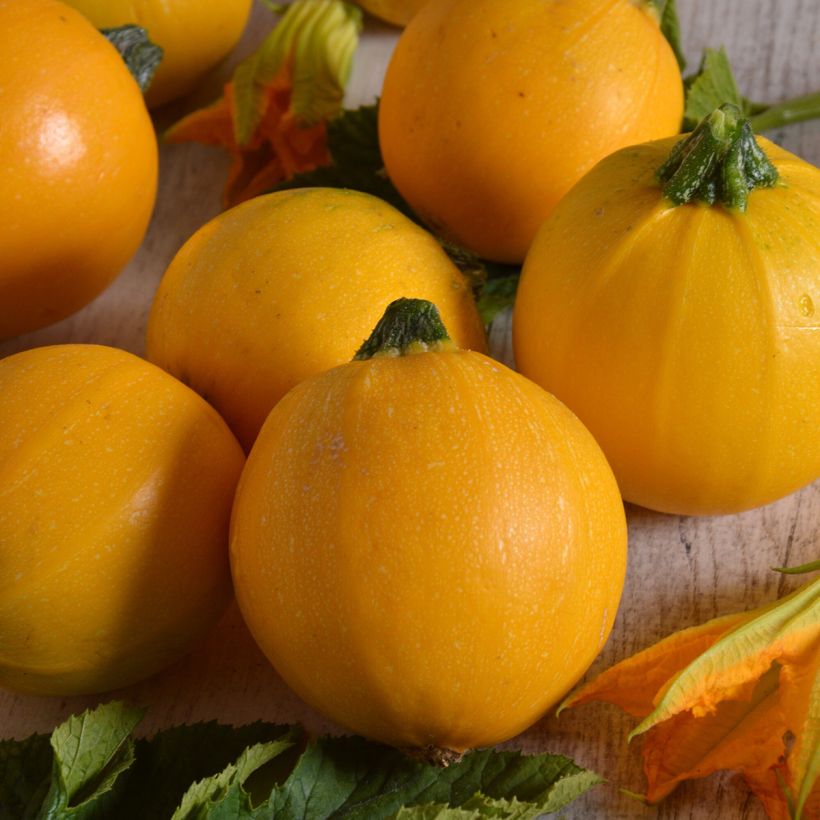 Courgette Midas F1 (Oogst)