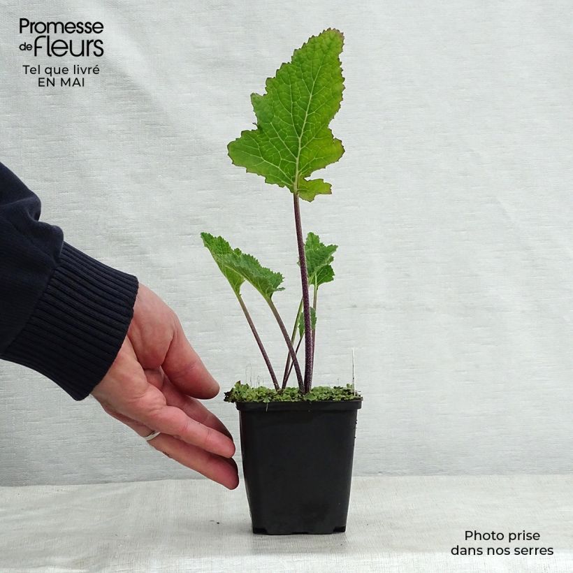 Exemplaar van Crambe cordifolia - Bolletjeskool Kweekpotje van 8/9 cm zoals geleverd in de lente