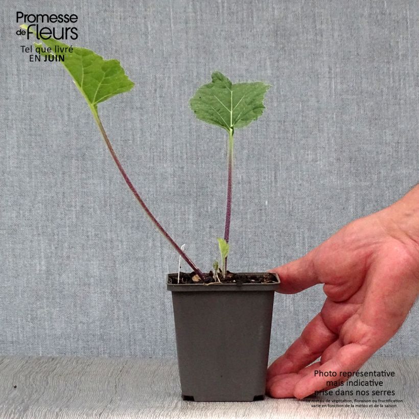 Exemplaar van Crambe cordifolia - Bolletjeskool Kweekpotje van 8/9 cm zoals geleverd in de zomer
