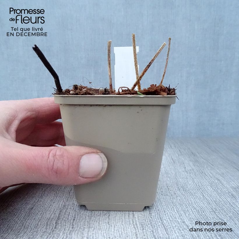 Example of Crambe cordifolia - Bolletjeskool Kweekpotje van 8/9 cm as you get in hiver