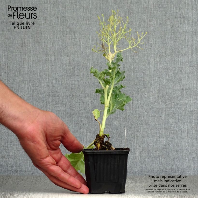 Exemplaar van Crambe maritima - Zeekool Kweekpotje van 8/9 cm zoals geleverd in de zomer