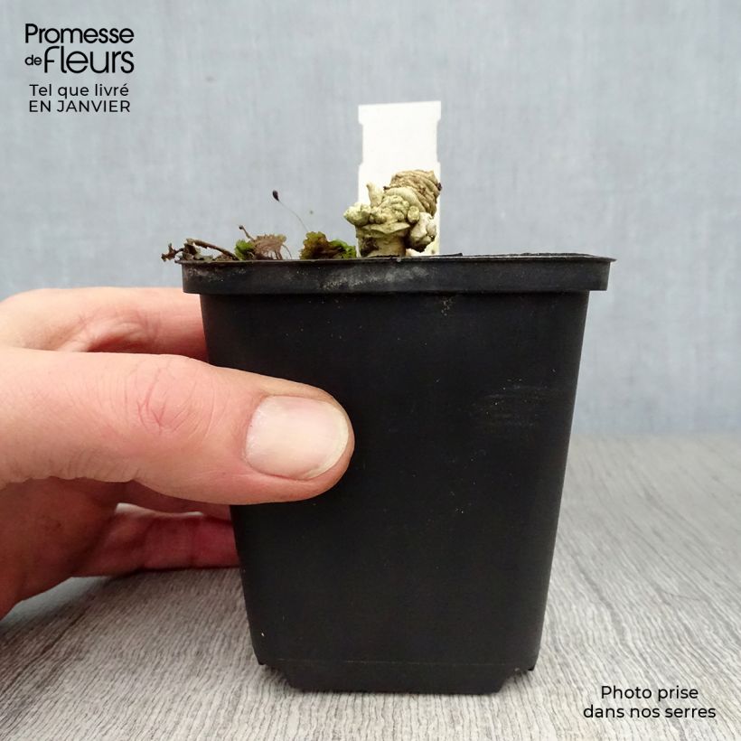 Example of Crambe maritima - Zeekool Kweekpotje van 8/9 cm as you get in hiver