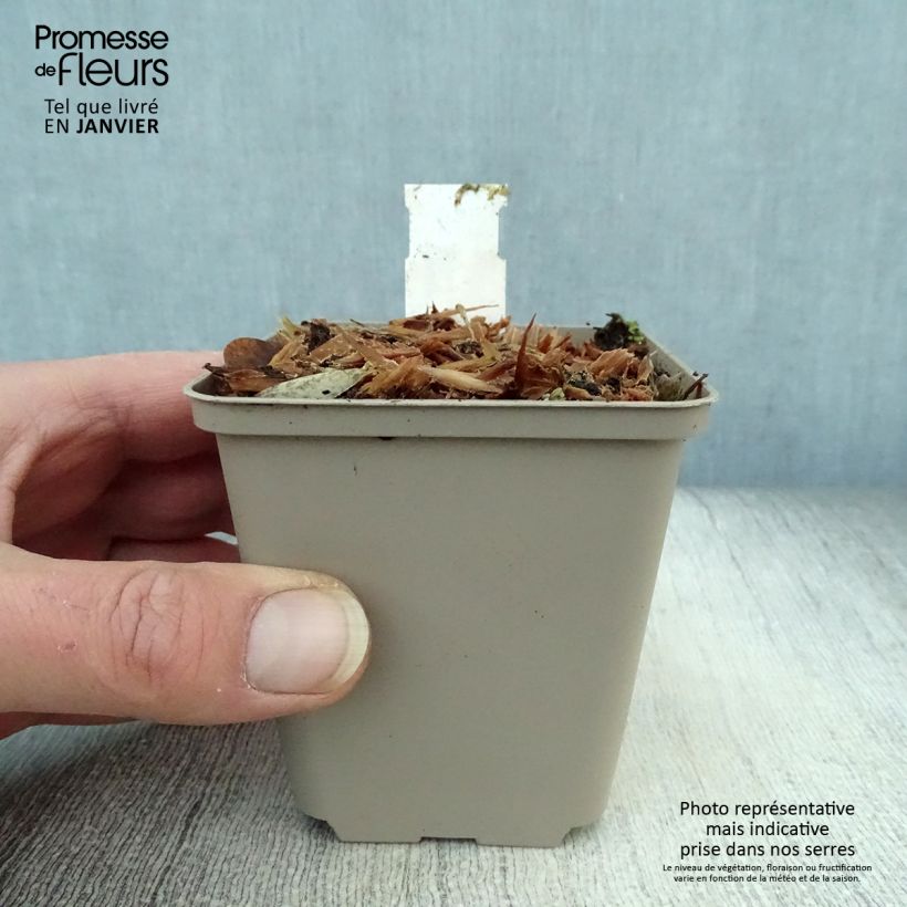 Example of Crambe orientalis Morning Snow - Chou nuage Kweekpotje van 8/9 cm as you get in hiver