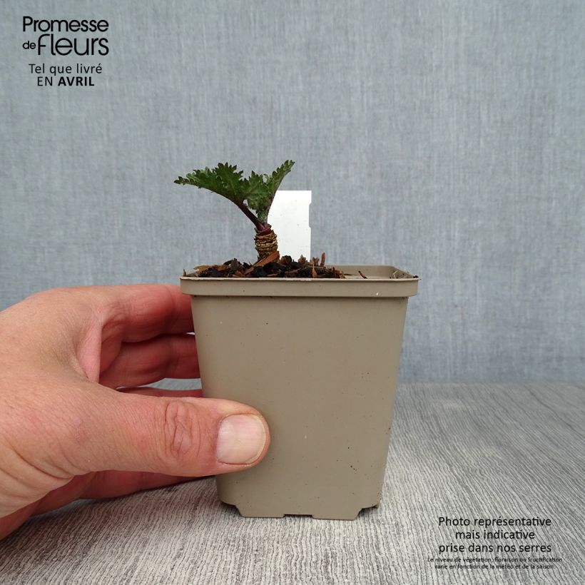 Exemplaar van Crambe orientalis Morning Snow - Zeekool Kweekpotje van 8/9 cm zoals geleverd in de lente