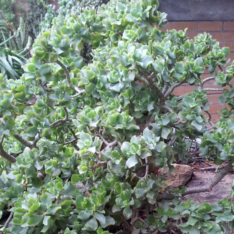 Crassula arborescens Curly Grey - Jadeplant (Plant habit)