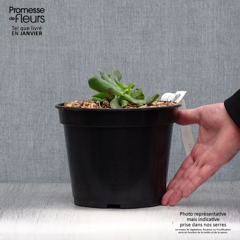 Example of Crassula arborescens Curly Grey Pot van 3 l/4 l as you get in hiver