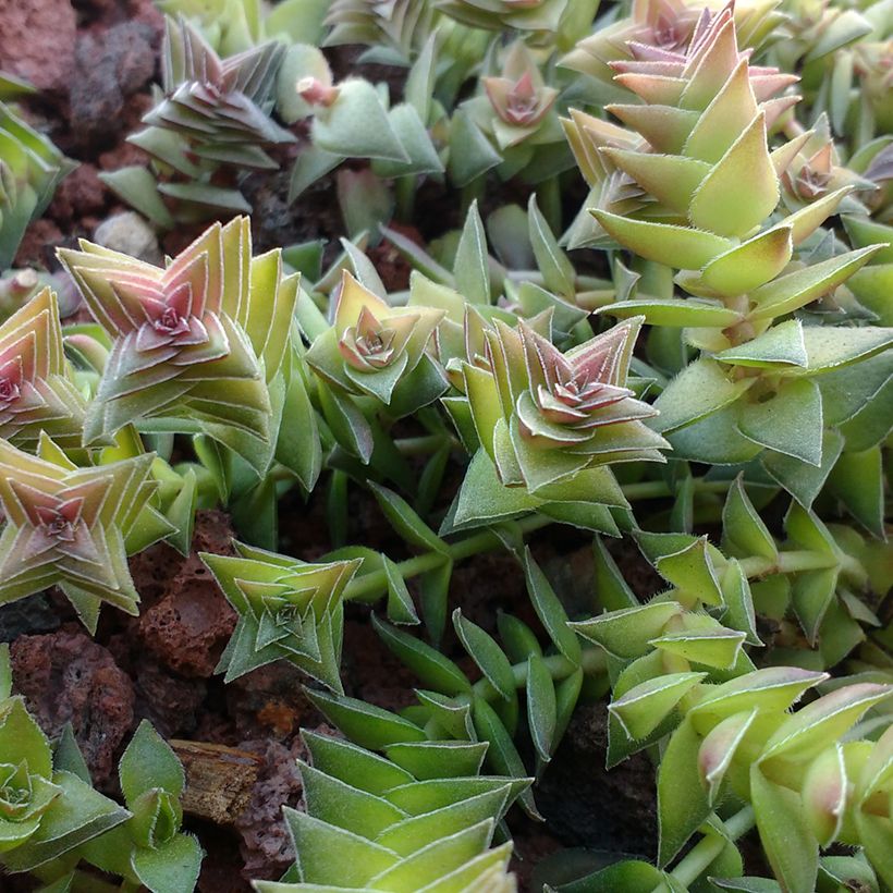 Crassula capitella - Bladscheerling (Blad)