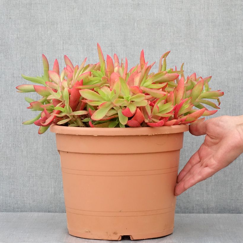 Example of Crassula capitella - Bladscheerling Pot van 7,5 l/10 l as you get in hiver