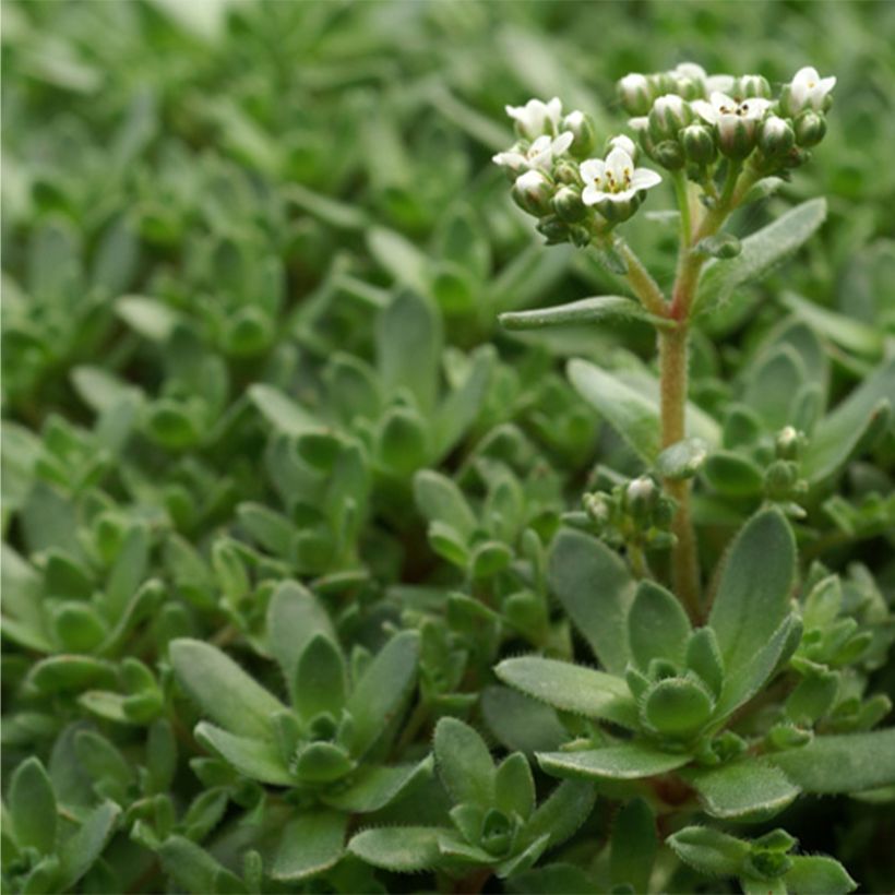 Crassula exilis sedifolia (Blad)
