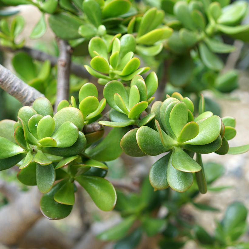 Crassula ovata - Jadeplant (Blad)