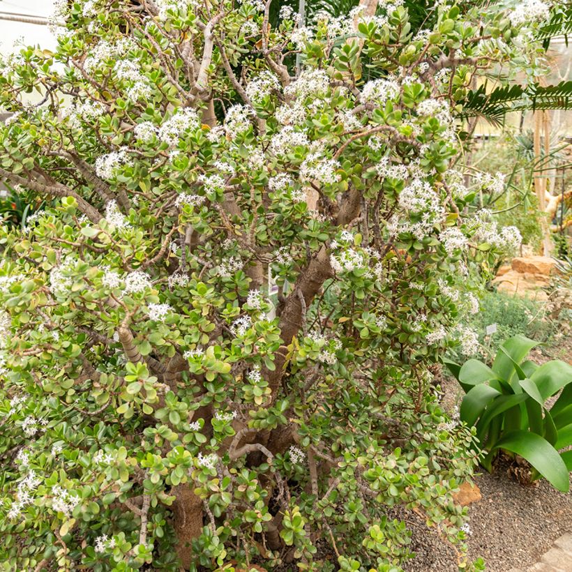 Crassula ovata - Jadeplant (Groeiplaats)