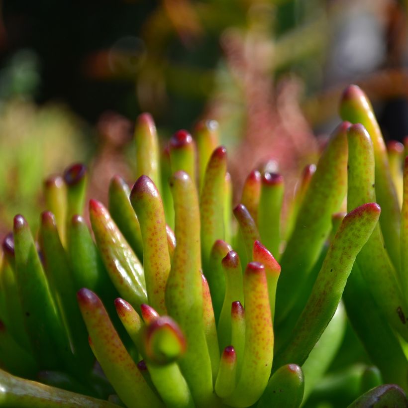 Crassula ovata Gollum - Jadeplant (Blad)