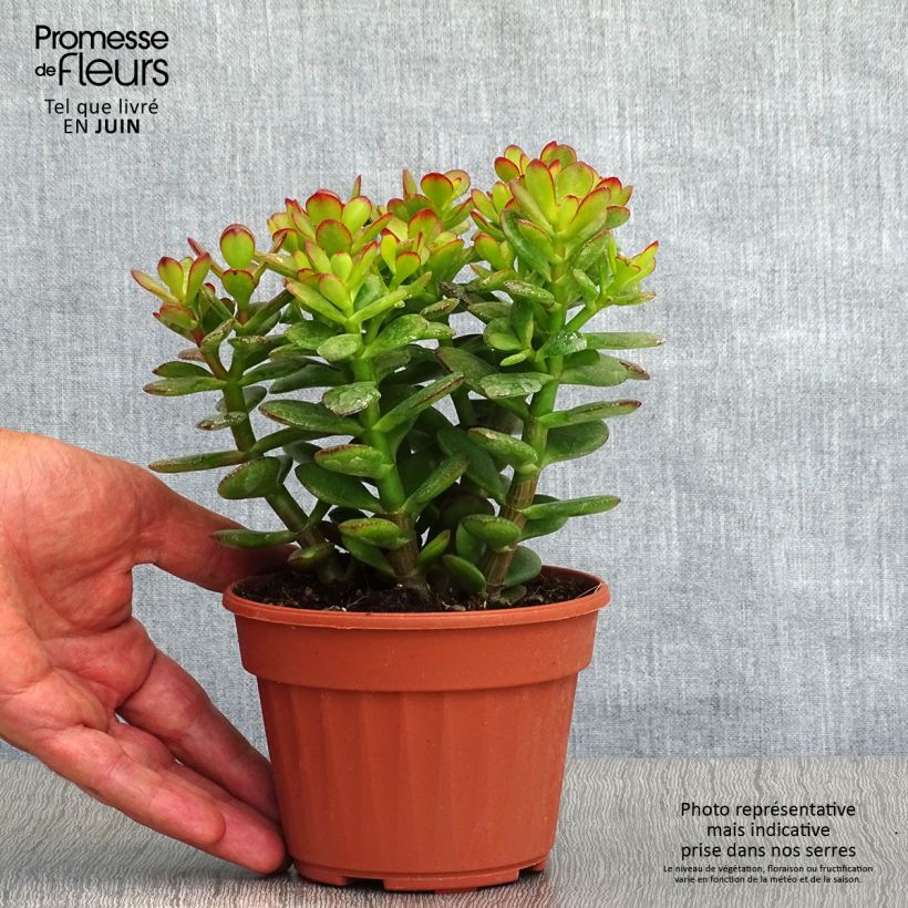Exemplaar van Crassula ovata Minor - Jadeplant Pot van 1 l/1,5 l zoals geleverd in de zomer