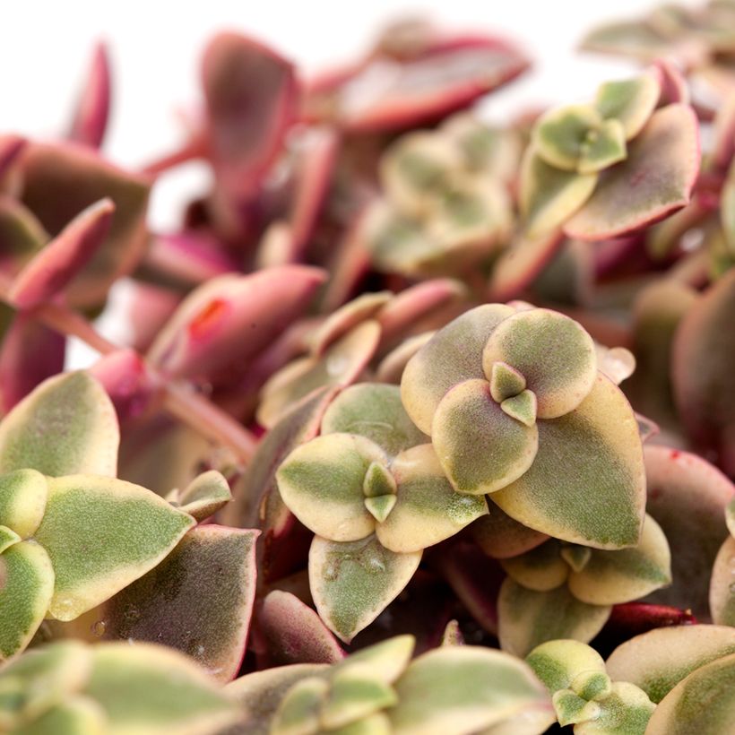 Crassula pellucida marginalis - Jadeplant (Blad)