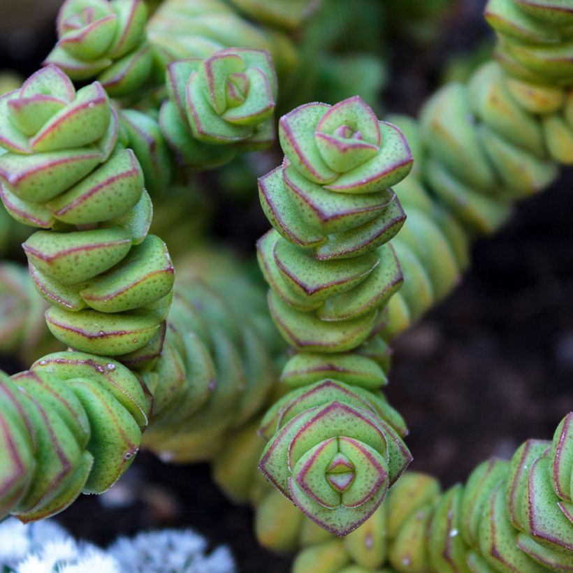 Crassula perforata - Luipaardplant (Blad)
